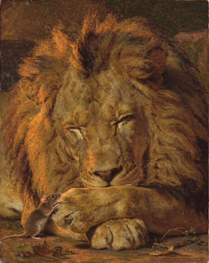 A small mouse running across the sleeping lion’s paw