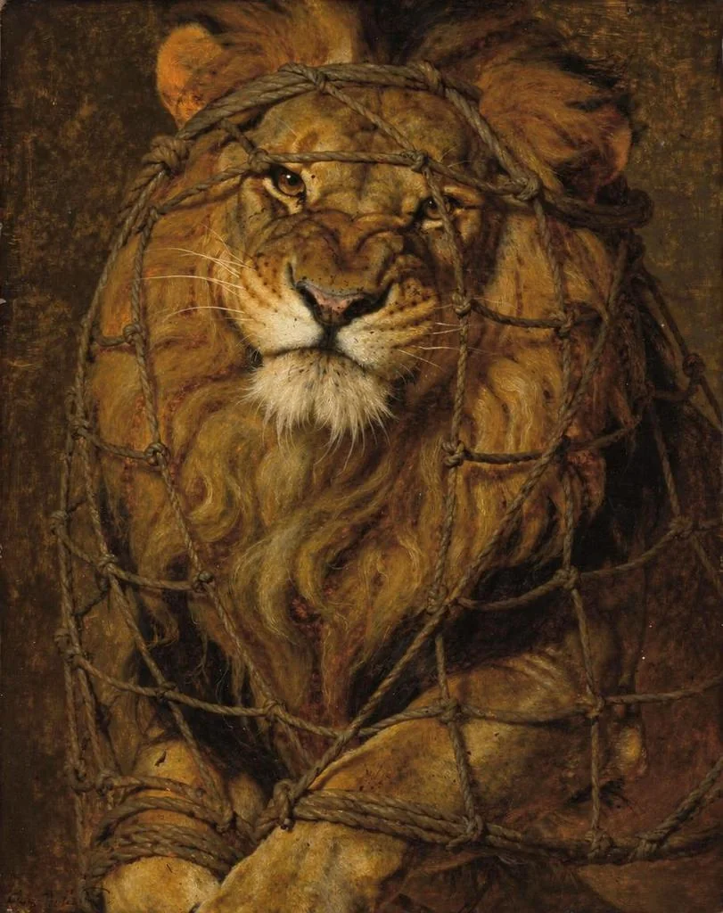 The lion tangled in a hunter’s rope net