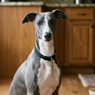 Source photograph of the whippet used in Fable’s Millefleur cushion demonstration